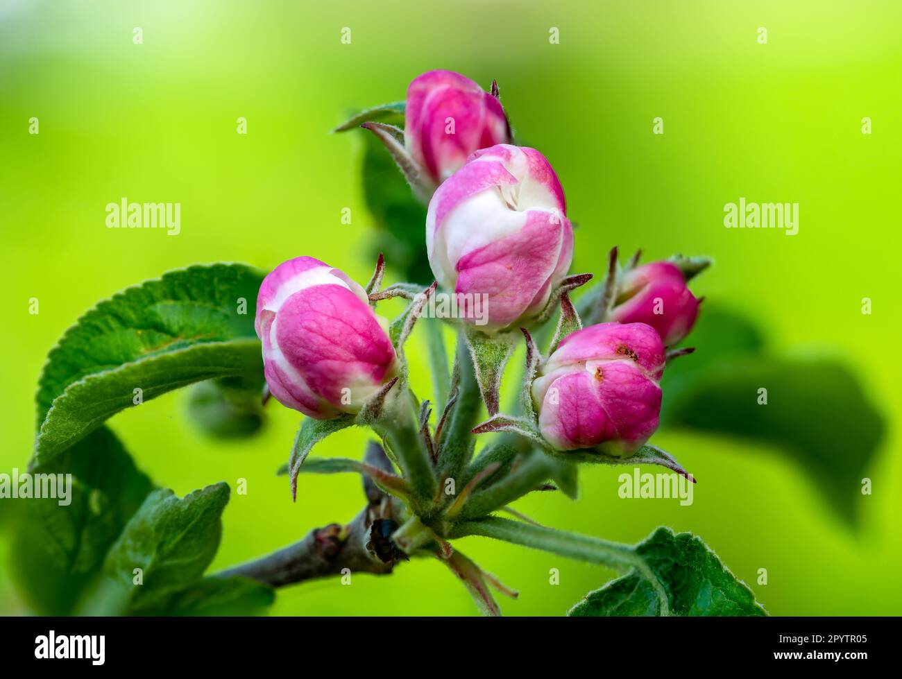 sfondo rosa e bianco di fiori di mela Foto Stock