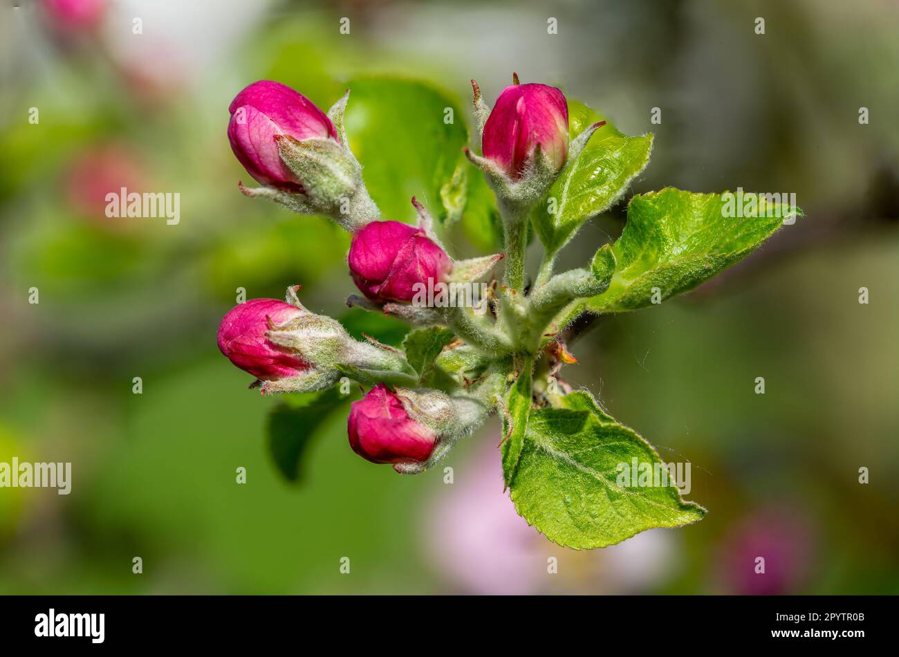 macro shot rosa e bianco albero di mela fiore sfondo Foto Stock