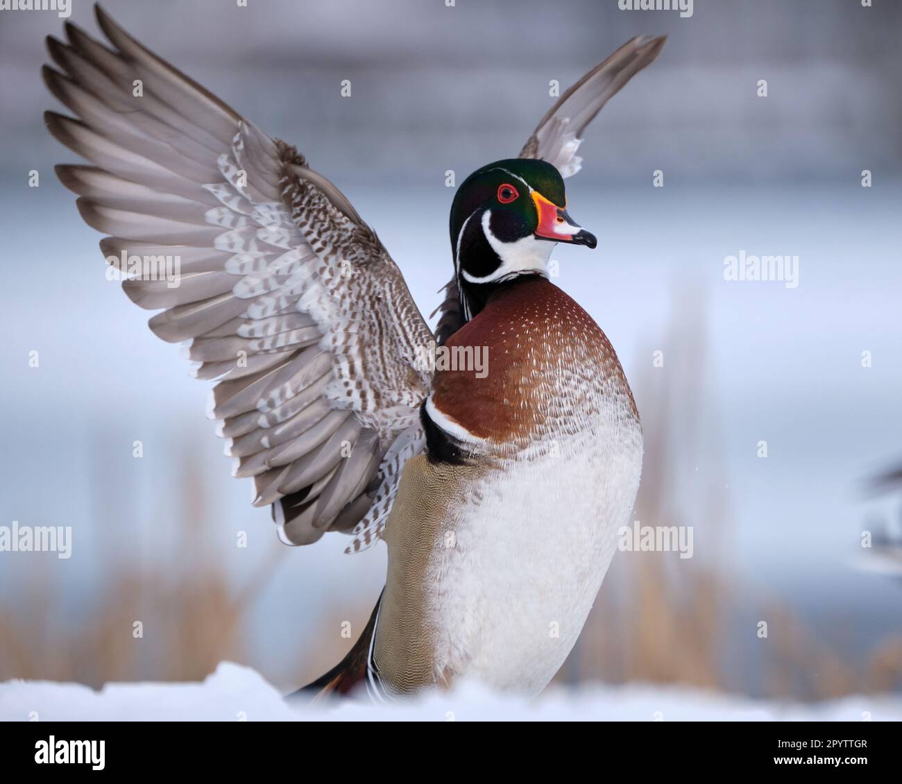 Anatra in legno maschio, Aix Sponsa, durante l'inverno nella neve, con le ali spalancate Foto Stock