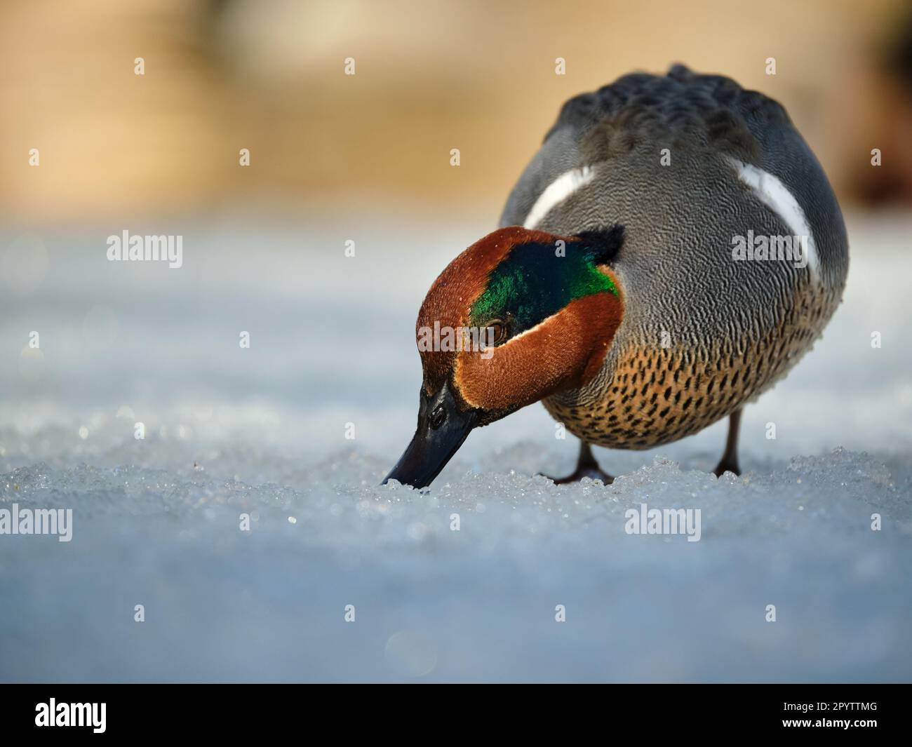 Maschio Teal dalle ali verdastre, Anas crecca, alla ricerca di cibo con il suo becco attraverso la neve in inverno Foto Stock