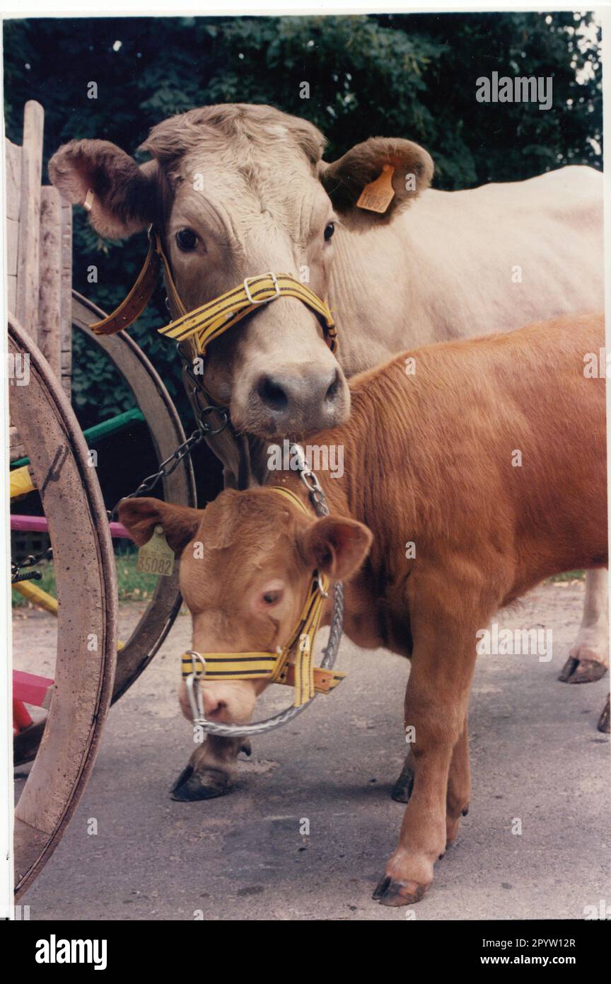 1st Festival del paese di Brandeburgo il 31 agosto 8. 1996 a Seehausen (Teltow-Fläming) vicino a Jüterbog vitello bovino Foto: MAZ/Bernd Gartenschläger [traduzione automatica] Foto Stock