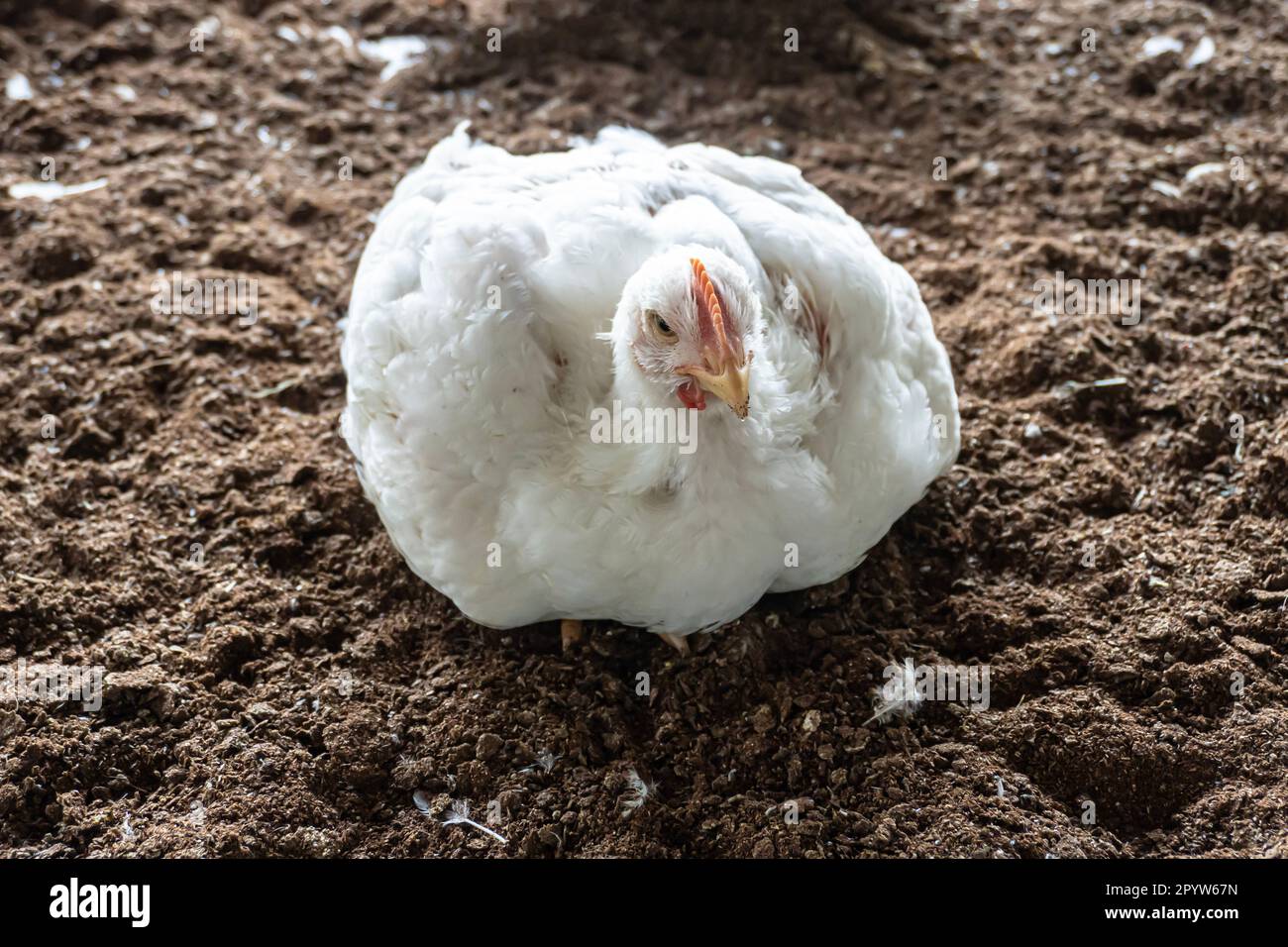 Un pollo in sovrappeso che ansima o respira in una calda giornata estiva. La mortalità è alta nella stagione estiva. Un'attività di edilizia abitativa per lo scopo di Foto Stock