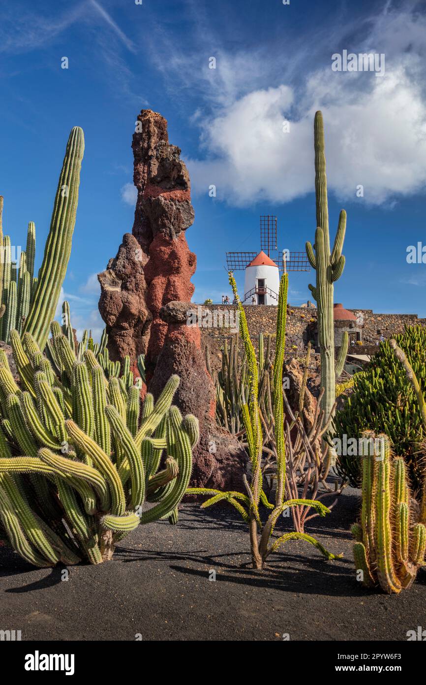 Spagna, Isole Canarie, Lanzarote, Guatiza. Giardino di Cactus, Jardin de Cactus, progettato da Cesar Manrique. Mulino a vento tradizionale. Foto Stock