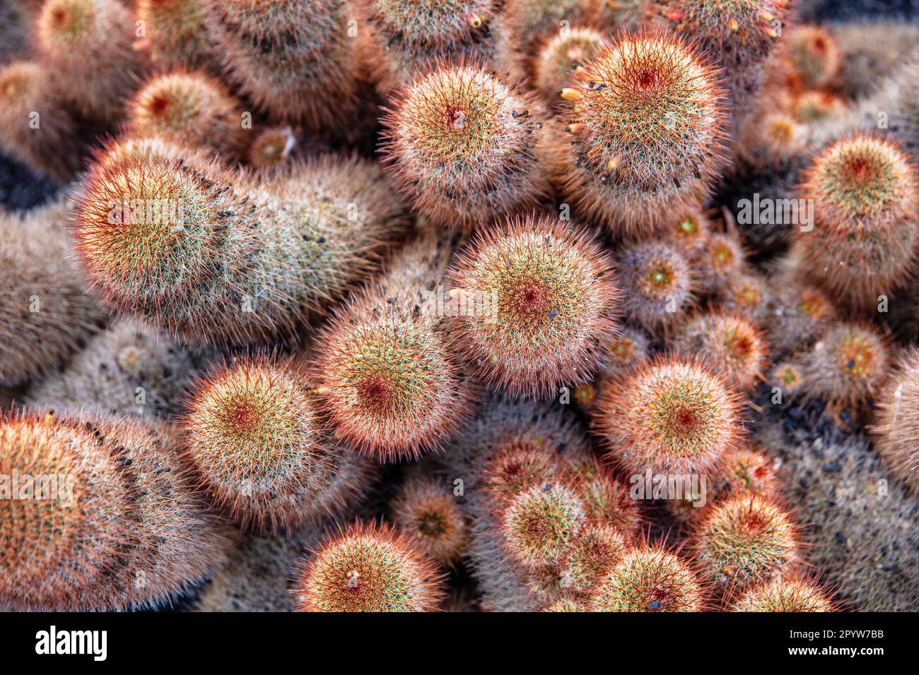 Spagna, Isole Canarie, Lanzarote, Guatiza. Giardino di Cactus, Jardin de Cactus, progettato da Cesar Manrique. Foto Stock