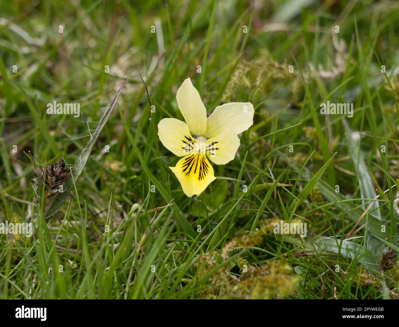 Mountain Pansy, Viola lutea, che cresce a Titterstone Clee Hill, Shropshire, Regno Unito Foto Stock