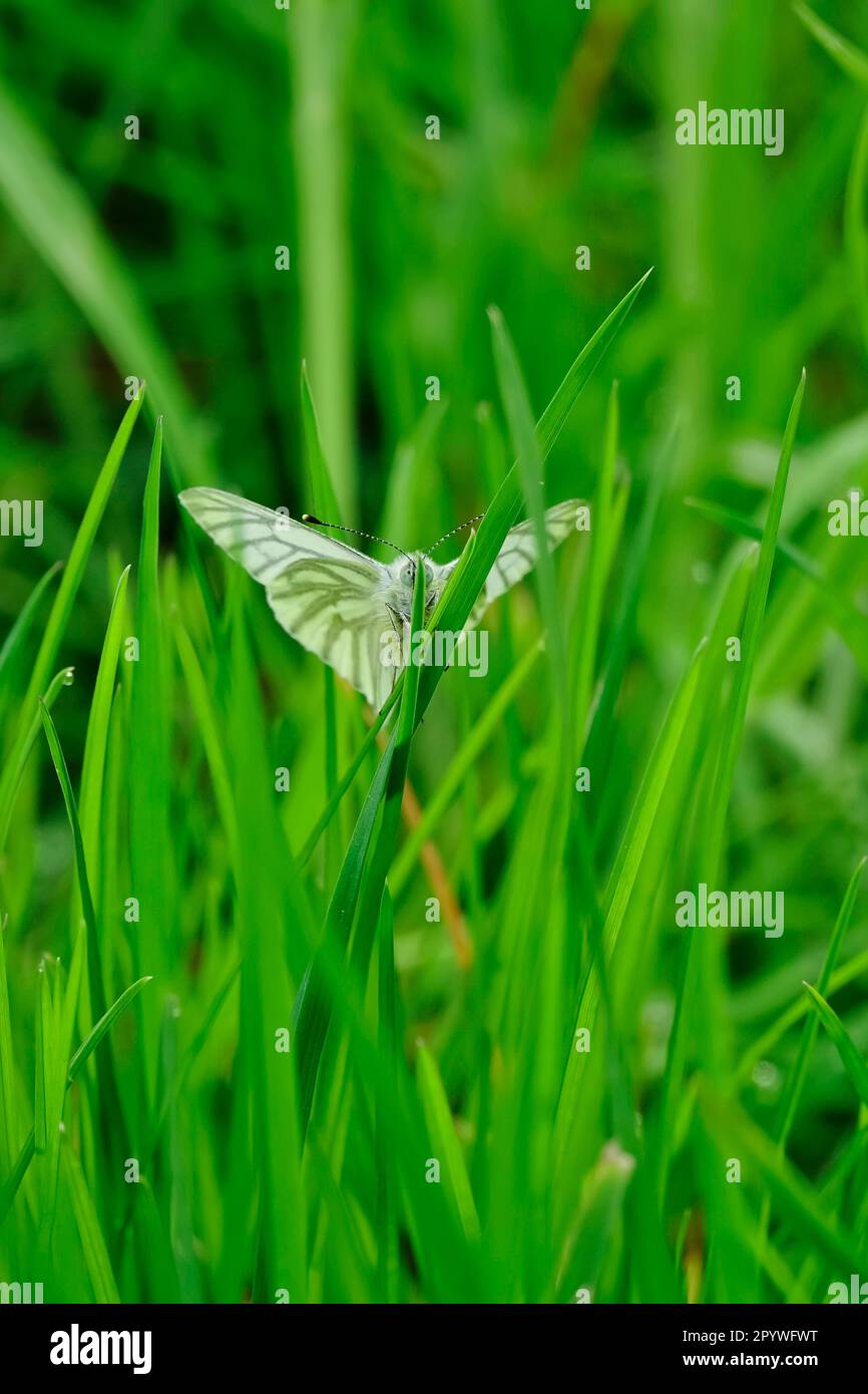 Farfalla bianca venata verde, primavera, Germania Foto Stock