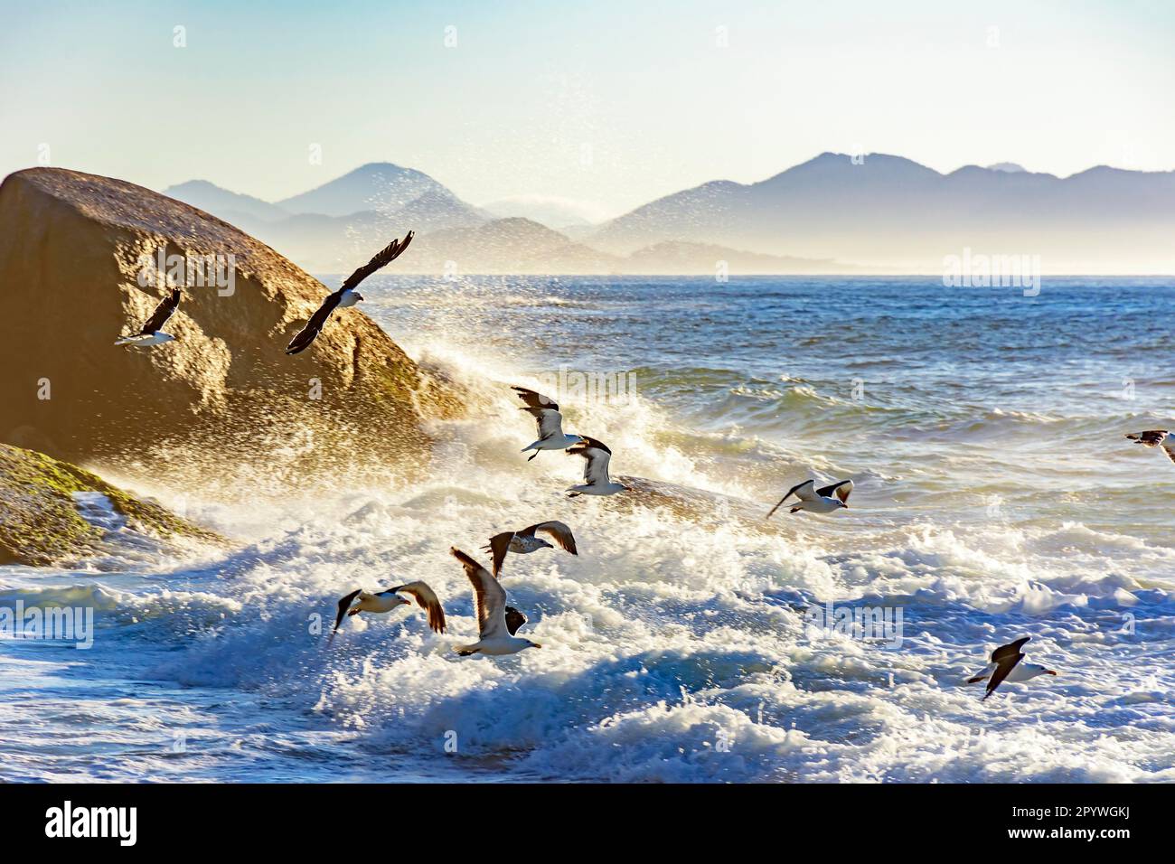 Gabbiano che vola all'alba sopra il mare e le rocce di Ipanema a Rio de Janeiro, Ipanema, Rio de Janeiro, Rio de Janeiro, Brasile Foto Stock