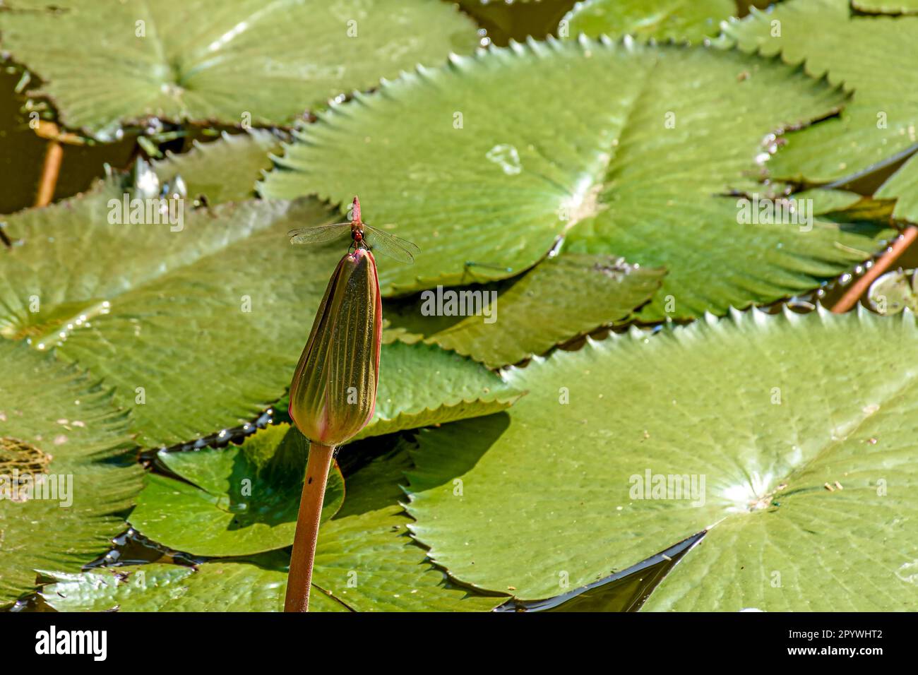 Dragonfly appollaiata su una tipica pianta acquatica amazzonica che sta per fiorire, Brasile Foto Stock