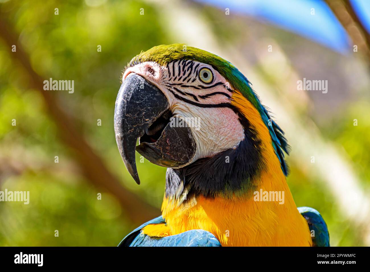 Macaw arroccato su un ramo con vegetazione della foresta pluviale brasiliana dietro, Belo Horizonte, Minas Gerais, Brasile Foto Stock