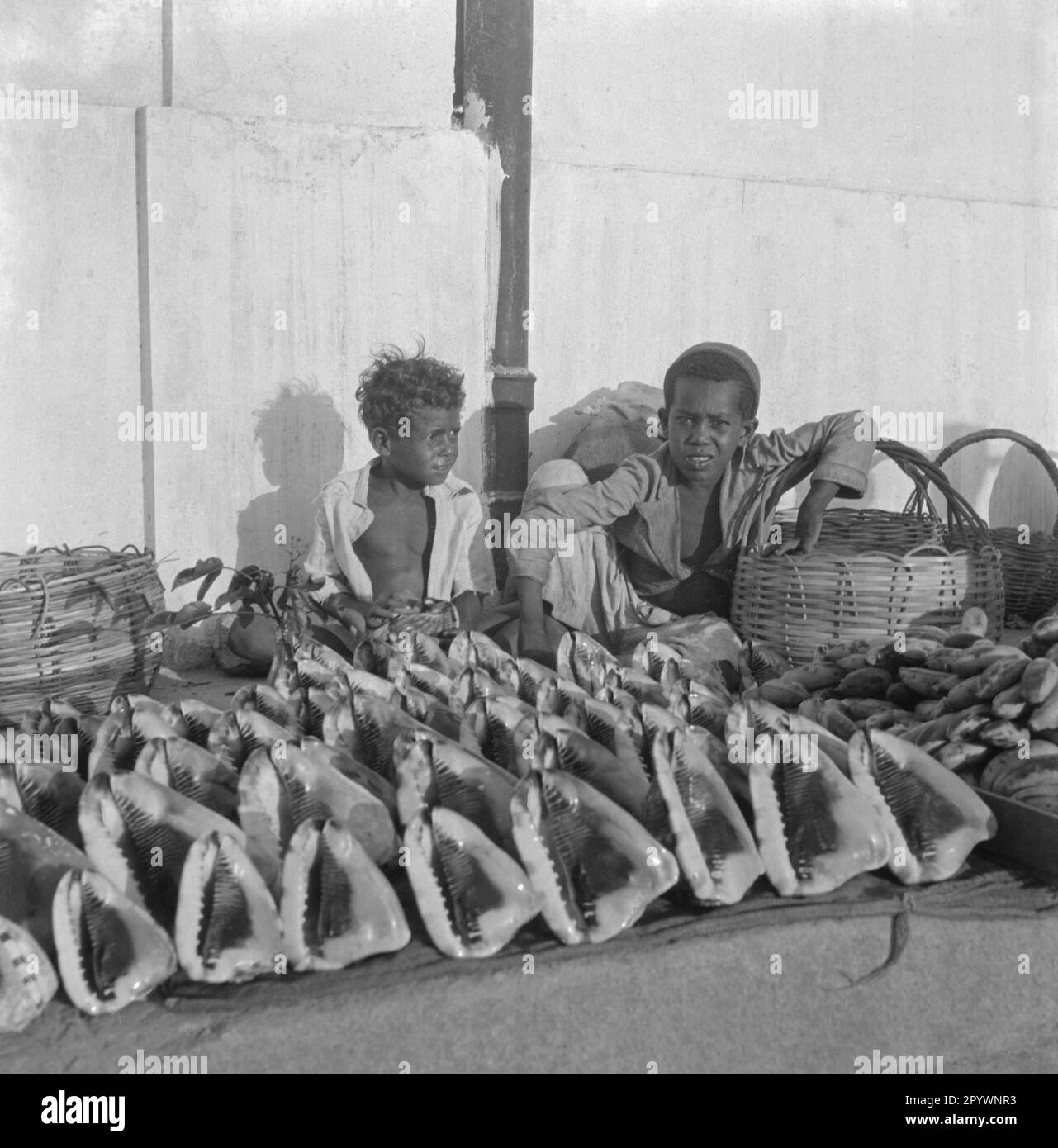I ragazzi vendono vongole della specie Cassis tuberosa. Foto Stock