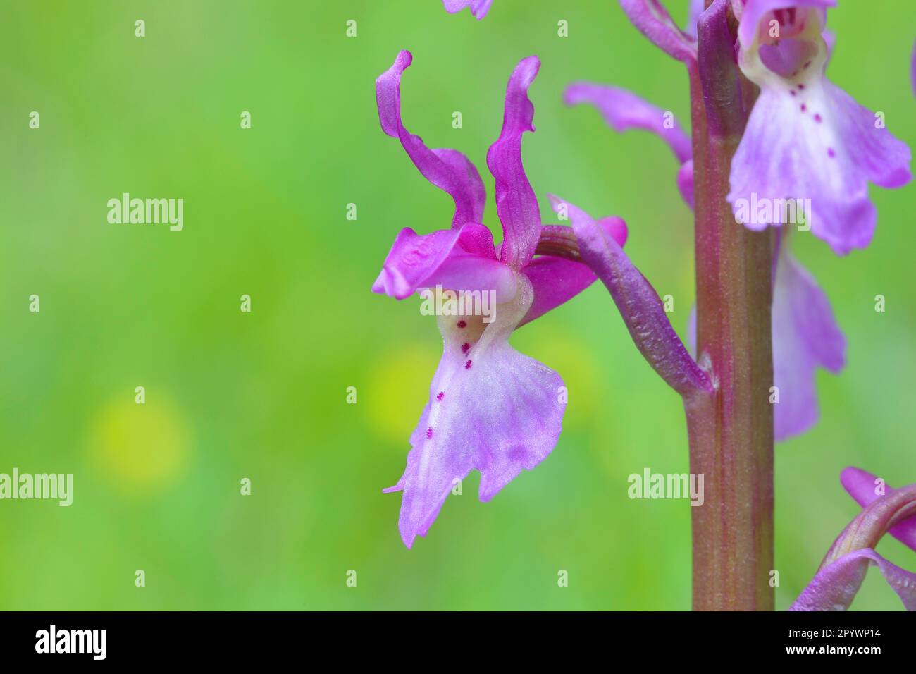 Orchidea porpora (Orchis mascula), fiore singolo, fioritura, orchidea, Assia, Germania Foto Stock