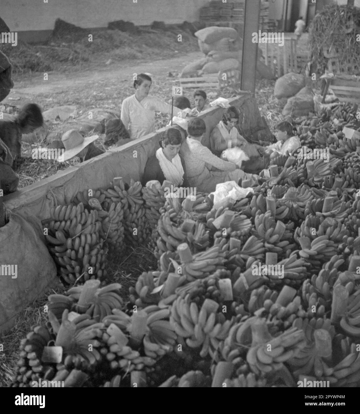 Le donne stanno smistando le banane in una piantagione di banane a Madeira. Foto Stock