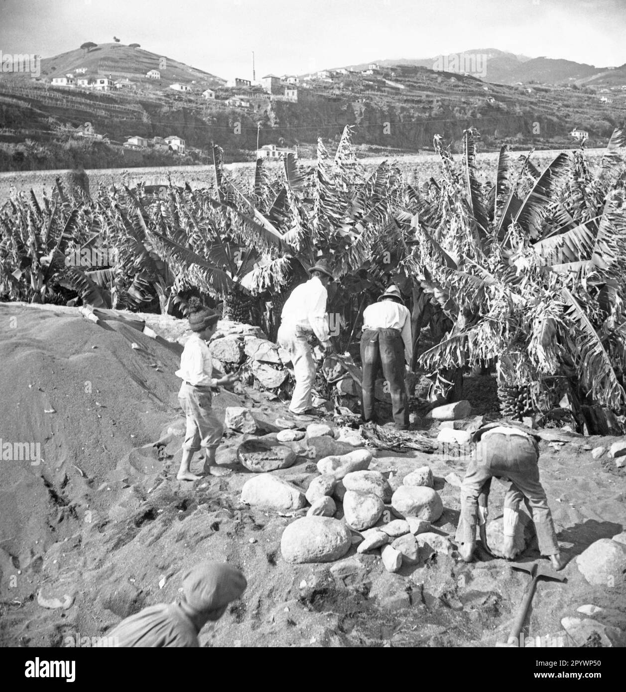 Gli uomini raccolgono banane in una piantagione di banane a Madeira. Foto Stock