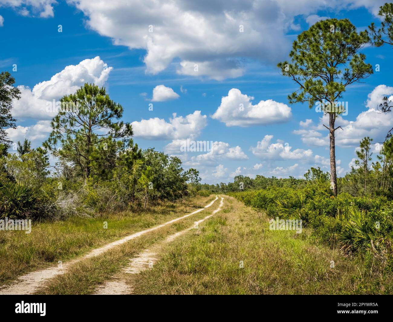 Escursioni a piedi e in bicicletta nella Deer Prairie Creek Preserve il giorno estivo di nuvole bianche cielo blu a Venezia, nel sud-ovest della Florida USA Foto Stock