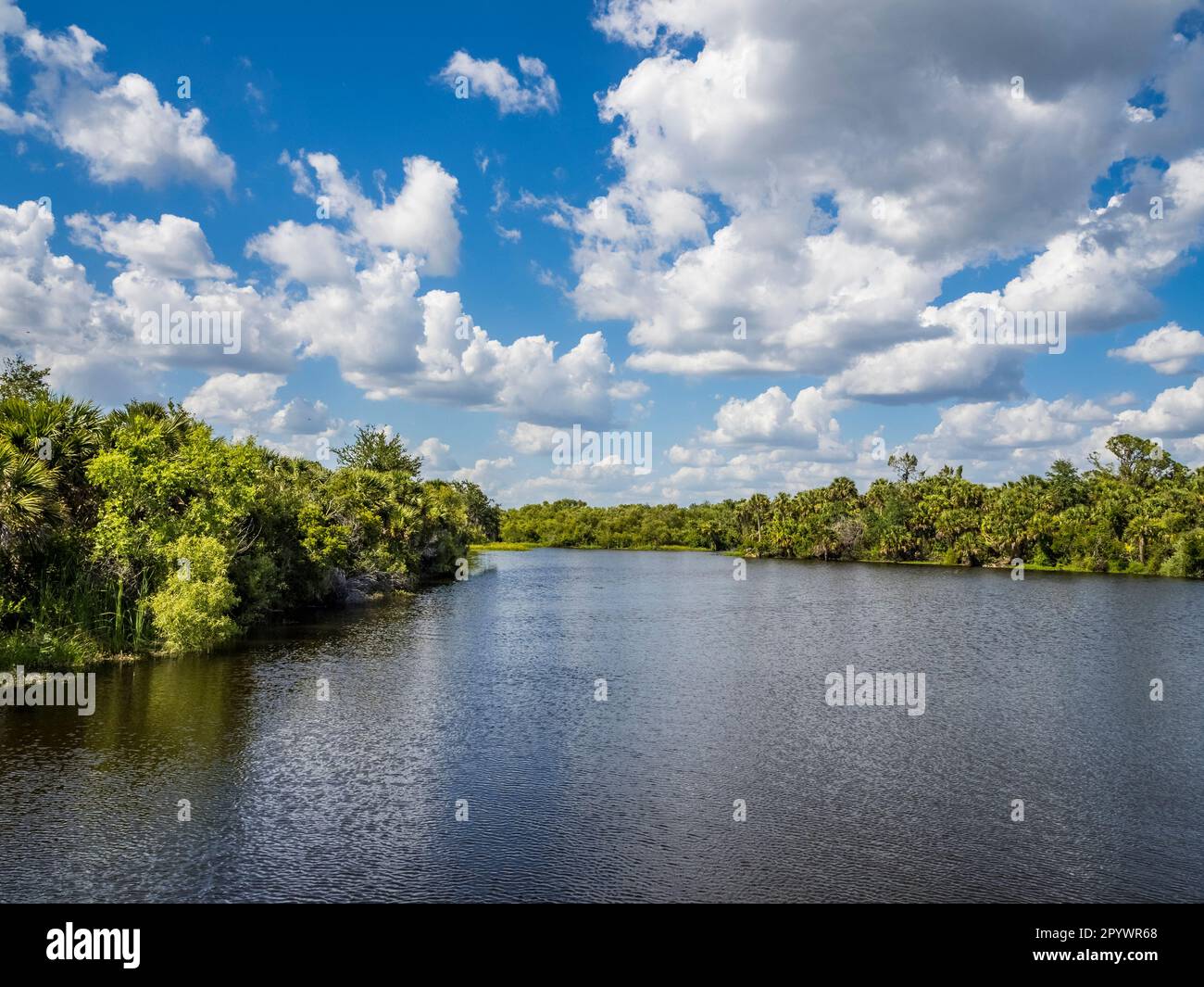 Deer Prairie Creek in una giornata estiva con nuvole bianche e cielo blu nella Deer Prairie Creek Preserve di Venezia, nel sud-ovest della Florida USA Foto Stock