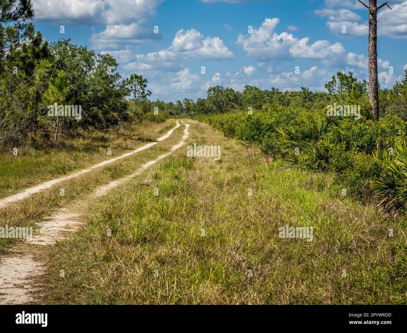 Escursioni a piedi e in bicicletta nella Deer Prairie Creek Preserve il giorno estivo di nuvole bianche cielo blu a Venezia, nel sud-ovest della Florida USA Foto Stock