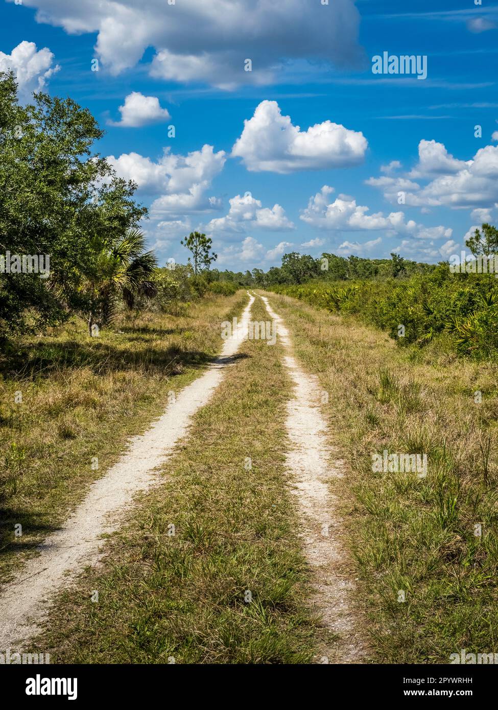 Escursioni a piedi e in bicicletta nella Deer Prairie Creek Preserve il giorno estivo di nuvole bianche cielo blu a Venezia, nel sud-ovest della Florida USA Foto Stock