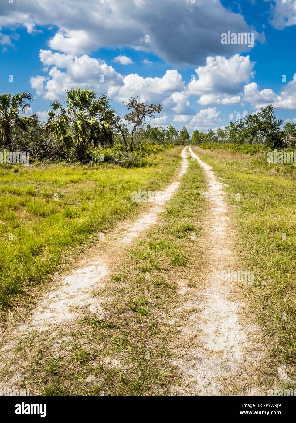 Escursioni a piedi e in bicicletta nella Deer Prairie Creek Preserve il giorno estivo di nuvole bianche cielo blu a Venezia, nel sud-ovest della Florida USA Foto Stock