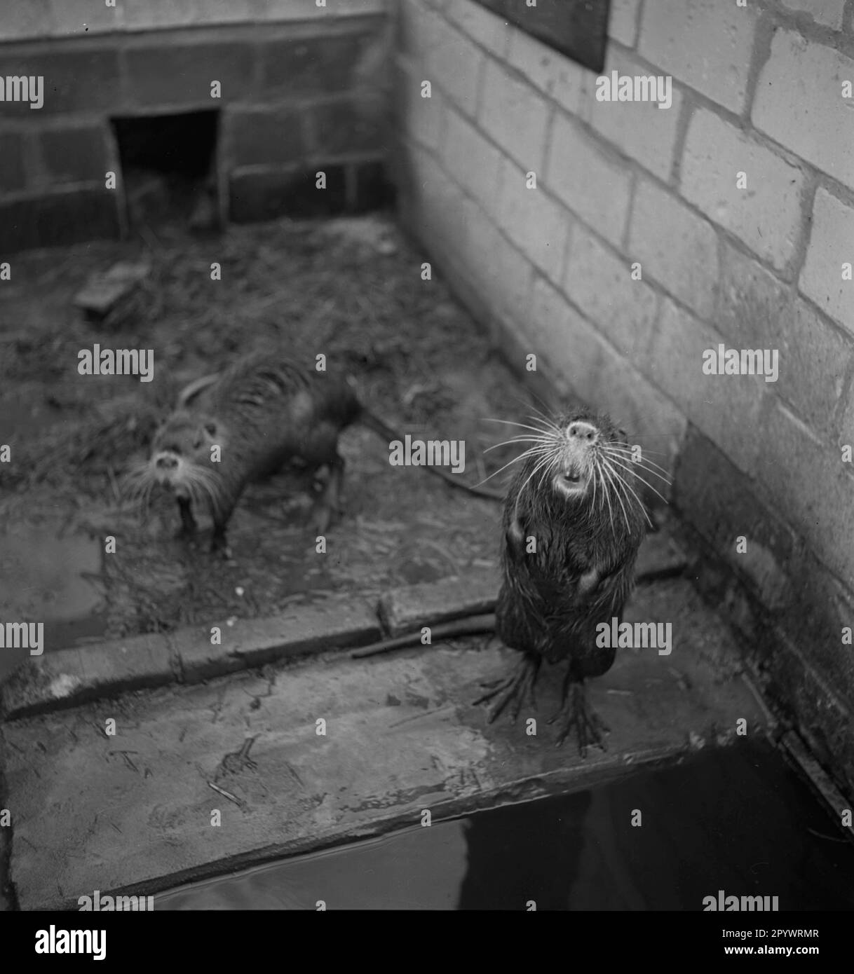 Nutria o muskrat tenuti in un recinto per la produzione di pellicce. Posizione e data sconosciute, probabilmente negli anni '1930s. Foto Stock