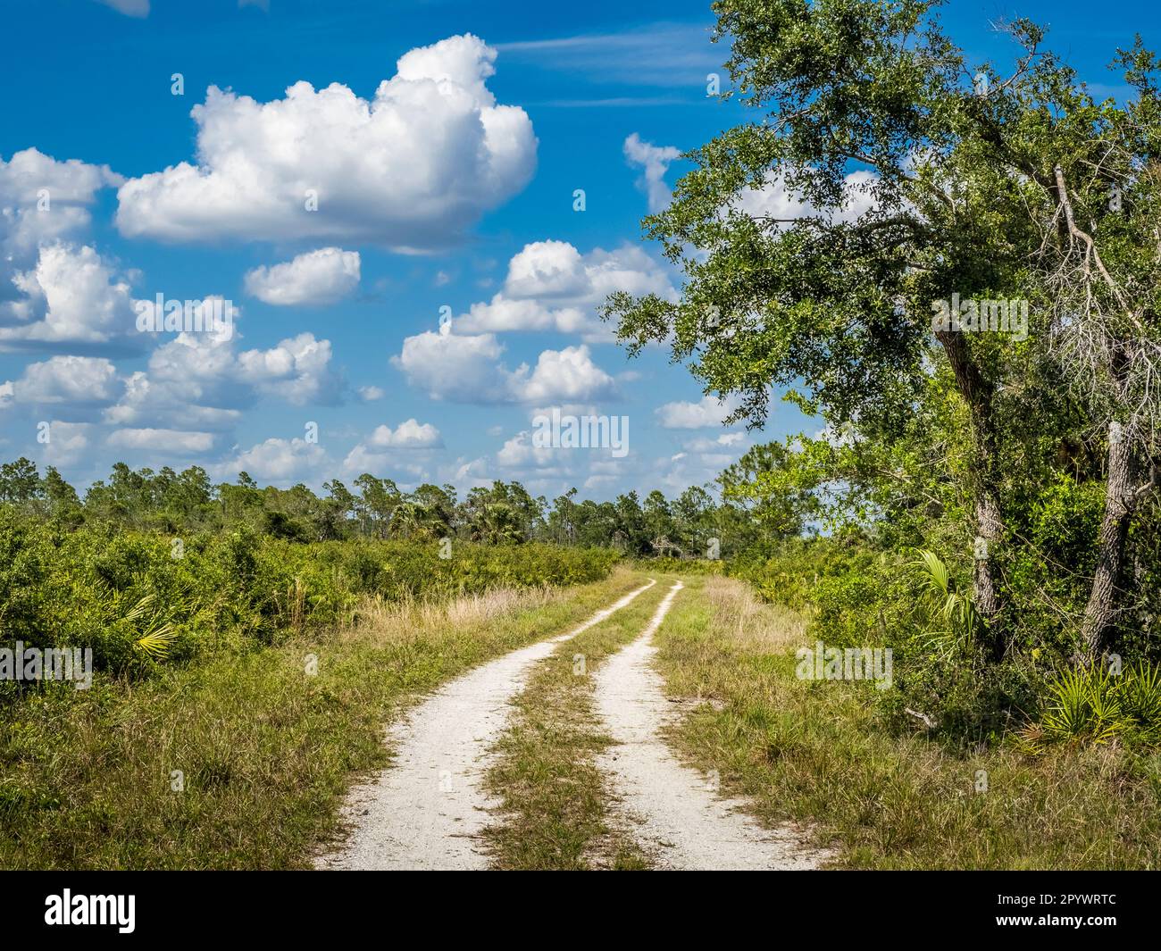 Escursioni a piedi e in bicicletta nella Deer Prairie Creek Preserve il giorno estivo di nuvole bianche cielo blu a Venezia, nel sud-ovest della Florida USA Foto Stock