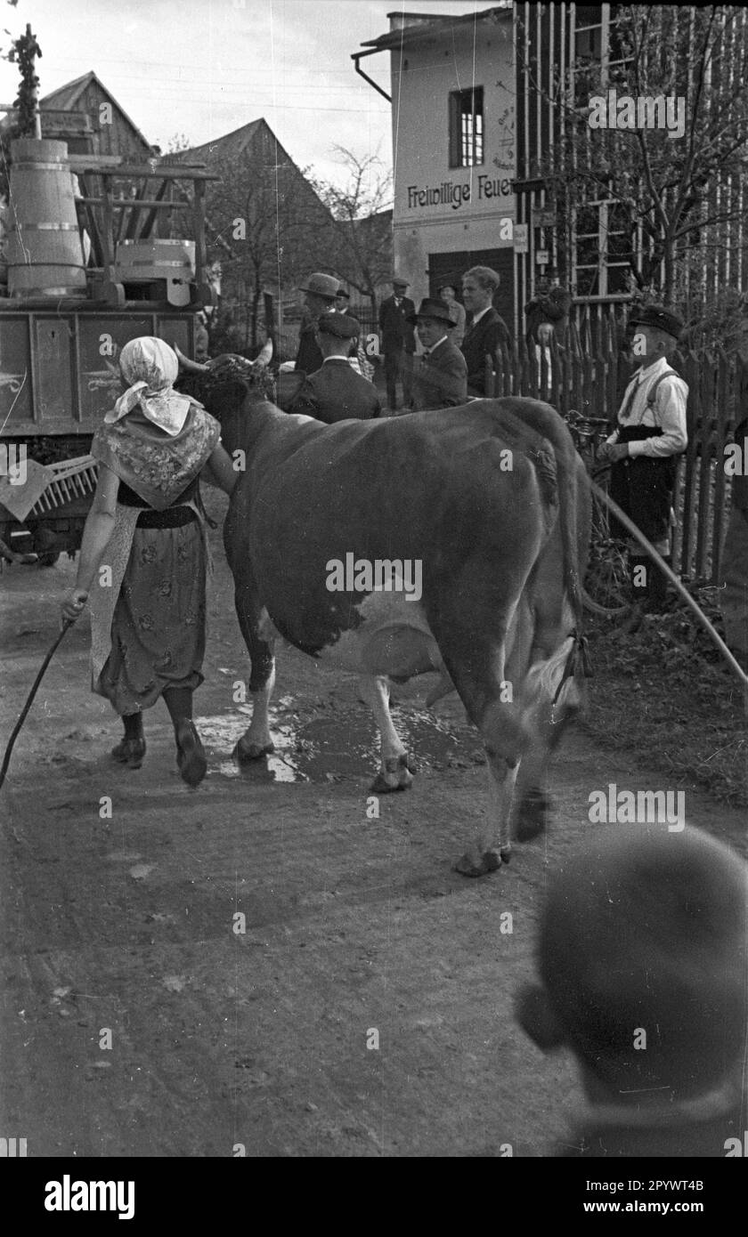 Una donna con una mucca in un festival nazionale del costume nella bassa Silesia di Wuenschelburg, oggi Radkow. Foto Stock