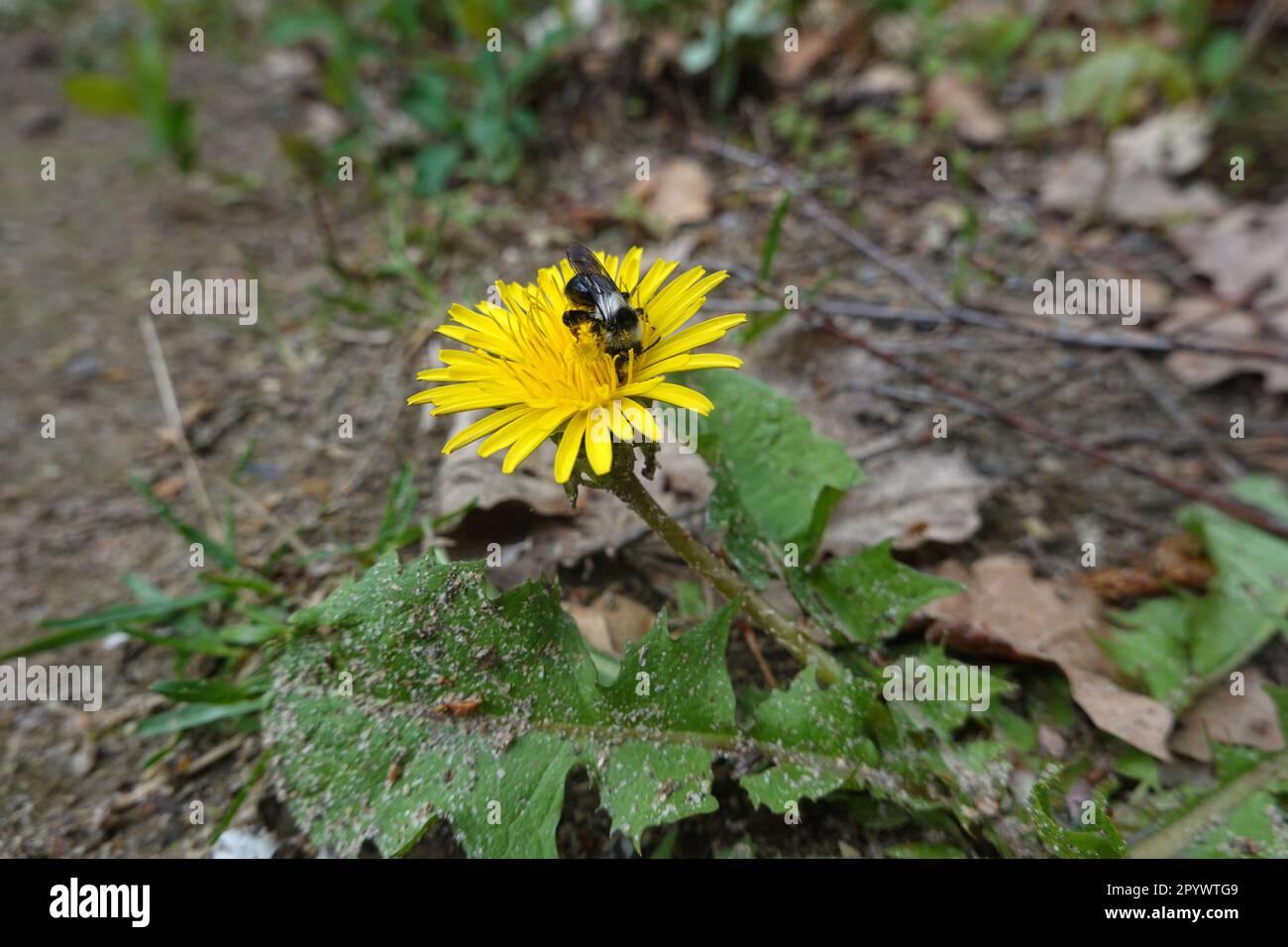 Weibliche Sandbiene (Andrena cineraria) auf Löwenzahn-Blüte (Taraxacum officinale), Niedersachsen, Deutschland, Oetzen Foto Stock