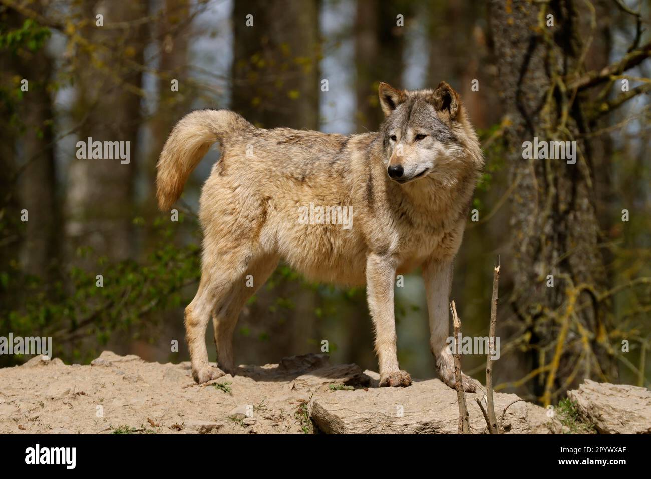 Lupo Algonquin (Canis lupus lycaon), lupo, lupo americano, su una collina, Germania Foto Stock
