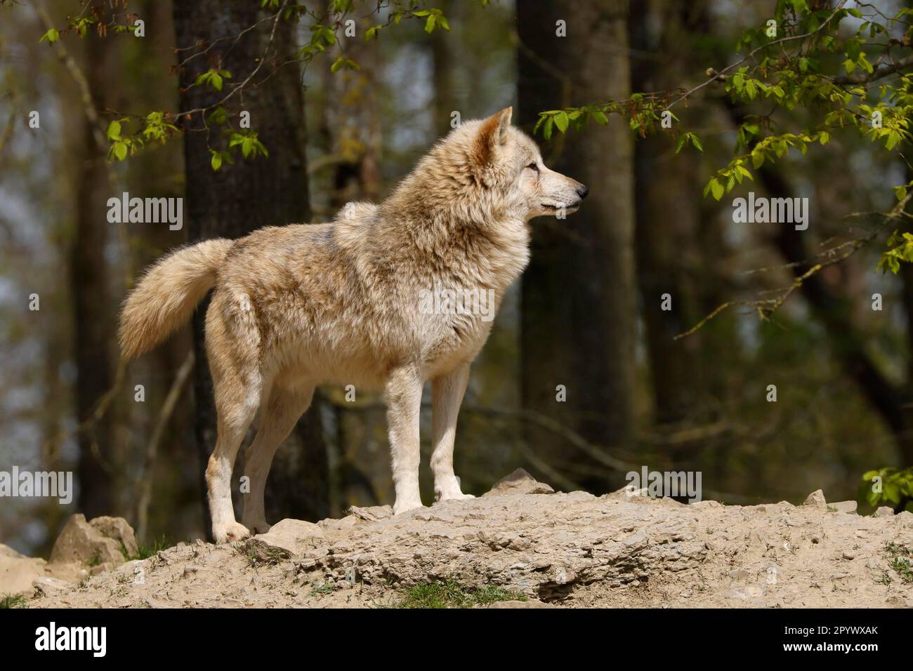 Lupo Algonquin (Canis lupus lycaon), lupo, lupo americano, su una collina, Germania Foto Stock