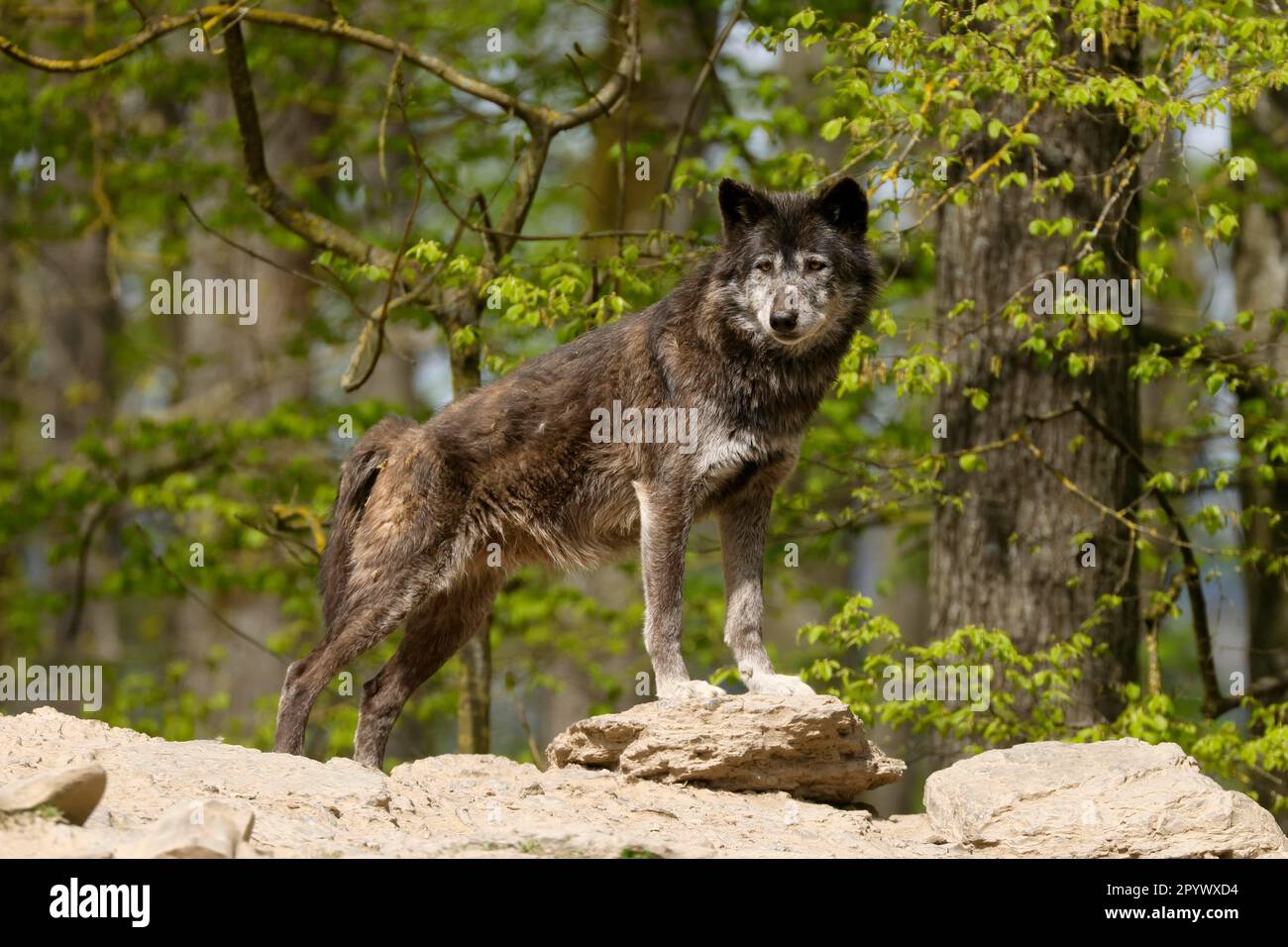 Lupo Algonquin (Canis lupus lycaon), lupo, lupo americano, su una collina, Germania Foto Stock