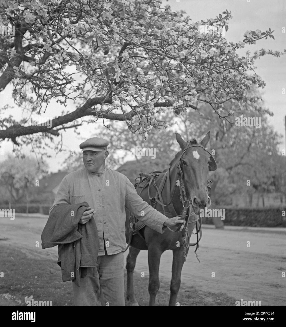 Un uomo si trova sotto un albero di mela con un cavallo da carretto, che tiene vicino alla fondina. Foto non datata. Foto Stock