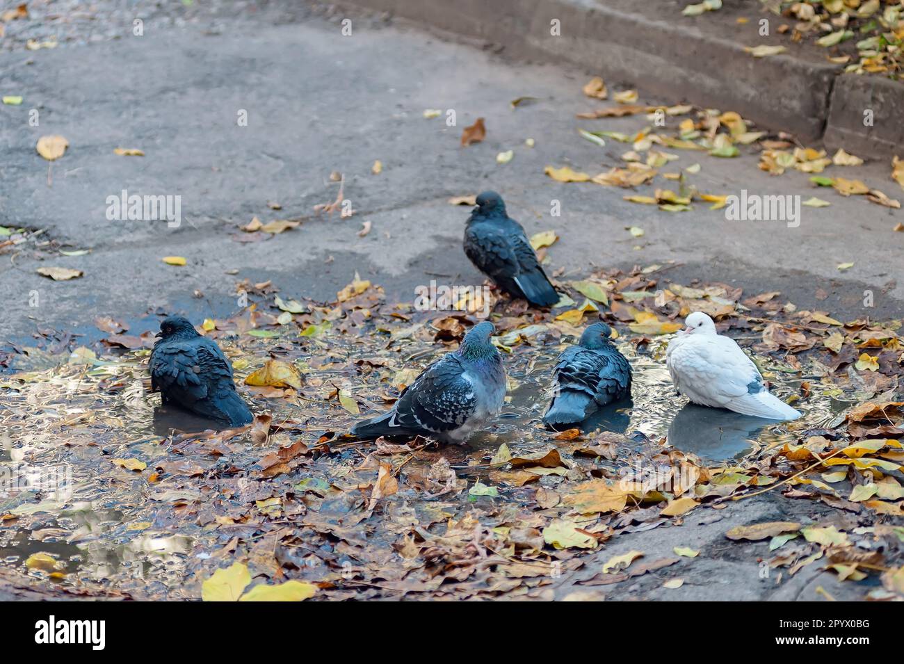 I piccioni della città bagnano in una pozza d'autunno Foto Stock