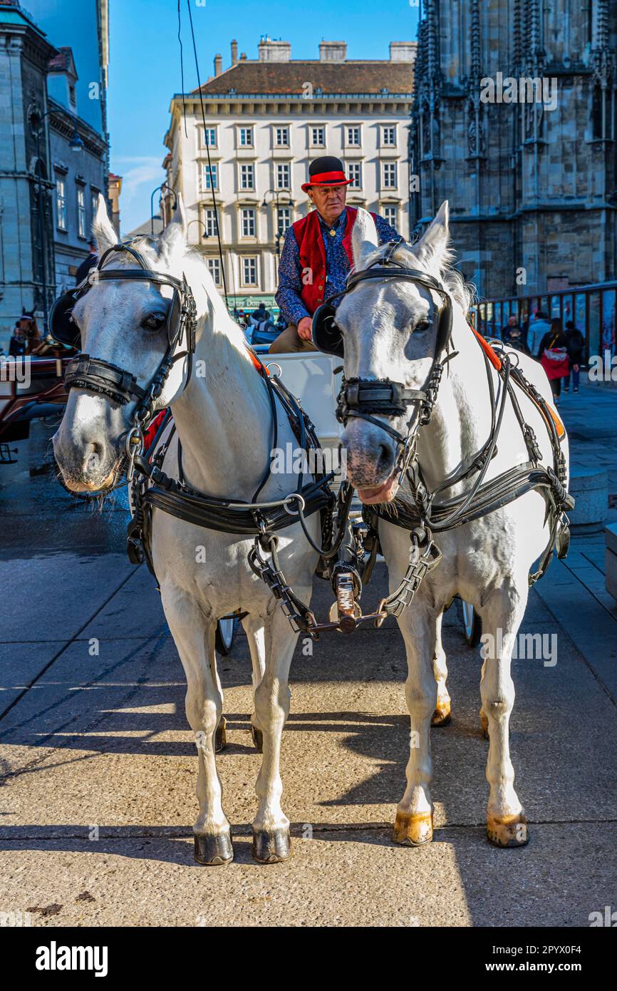 Carrozza hackney a due cavalli con coachman di riposo a St. Cattedrale di Santo Stefano, Vienna, Austria Foto Stock