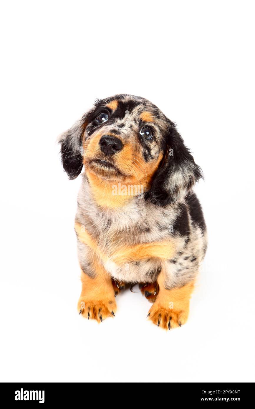 Studio scatto foto di un cane maschio dachshund cucciolo Foto Stock