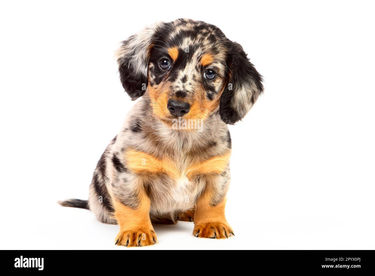 Studio scatto foto di un cane maschio dachshund cucciolo Foto Stock