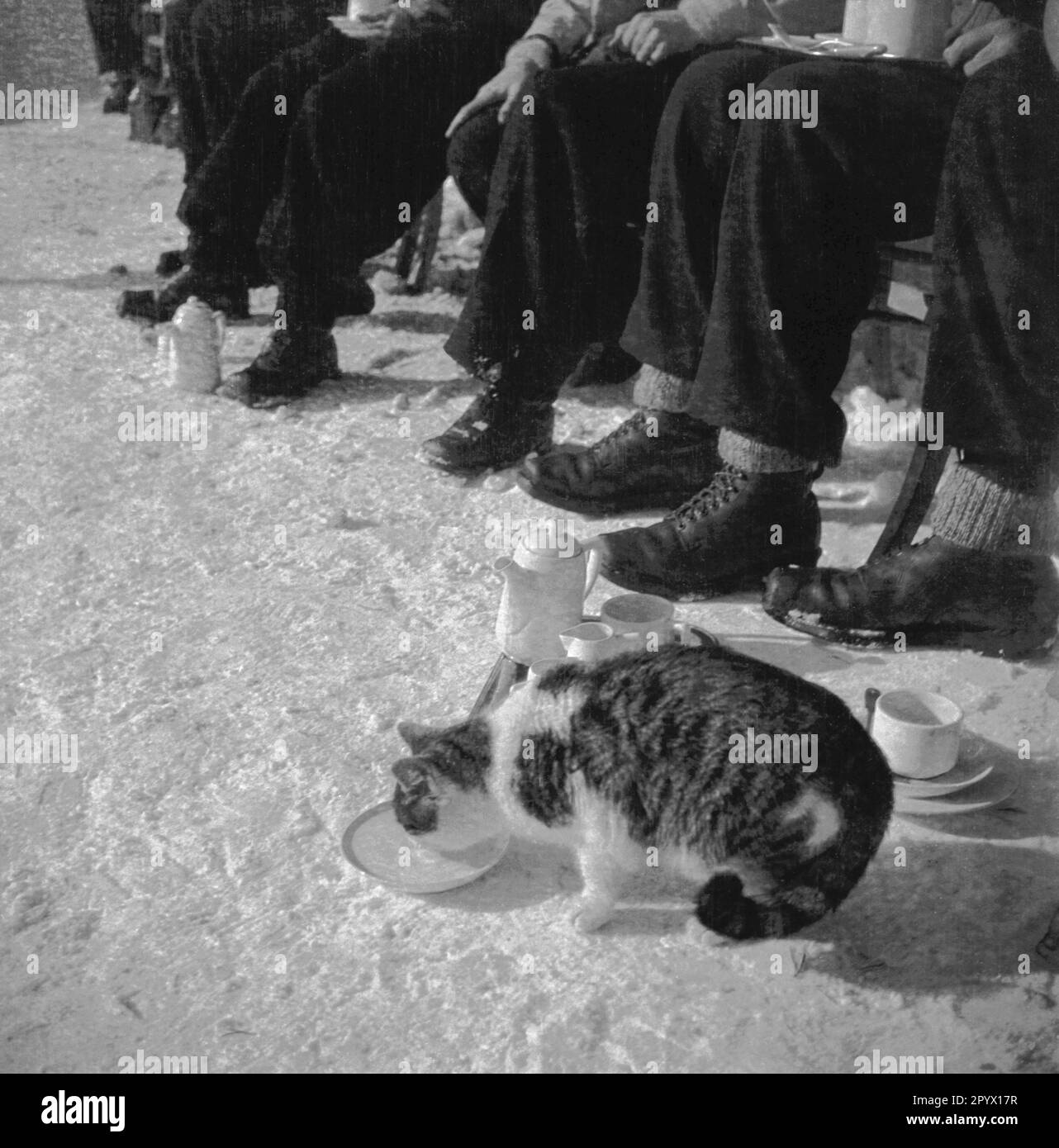 Un gatto beve latte a St. Christoph am Arlberg a metà degli anni '1930s. Sullo sfondo, le gambe dei turisti che prendono una pausa dallo sci. Foto Stock