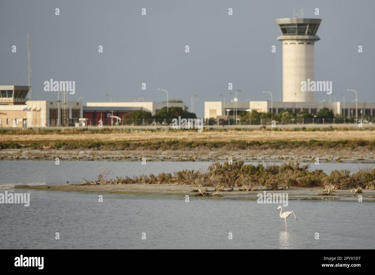 Larnaca, Larnaca, Cipro. 5th maggio, 2023. Un fenicottero reagisce nel lago salato vicino all'aeroporto internazionale di Larnaca. (Credit Image: © Kostas Pikoulas/ZUMA Press Wire) SOLO PER USO EDITORIALE! Non per USO commerciale! Foto Stock