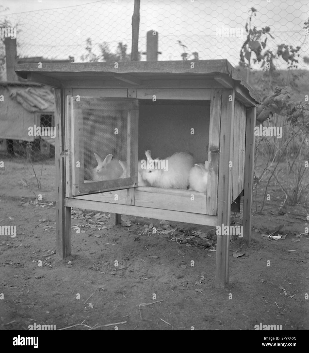 Conigli in una gabbia. Foto Stock