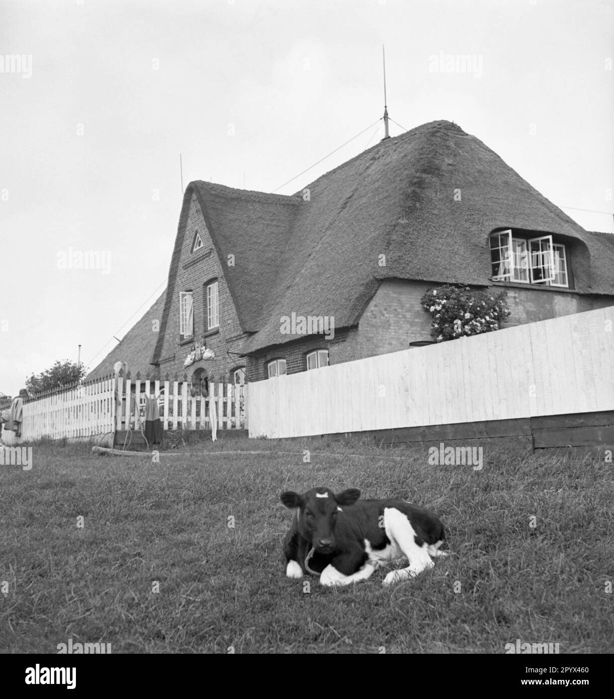 Foto non datata di una casa con tetto di paglia vicino a Husum, Nordfriesland, Schleswig-Holstein intorno al 1940. Nel prato di fronte alla casa, un piccolo vitello della razza Deutsches Schwarzbuntes Niederungsrind (bestiame tedesco pied nero). Foto Stock Foto non datata di una casa con tetto di paglia vicino a Husum, Nordfriesland, Schleswig-Holstein intorno al 1940. Nel prato di fronte alla casa, un piccolo vitello della razza Deutsches Schwarzbuntes Niederungsrind (bestiame tedesco pied nero). Foto Stock