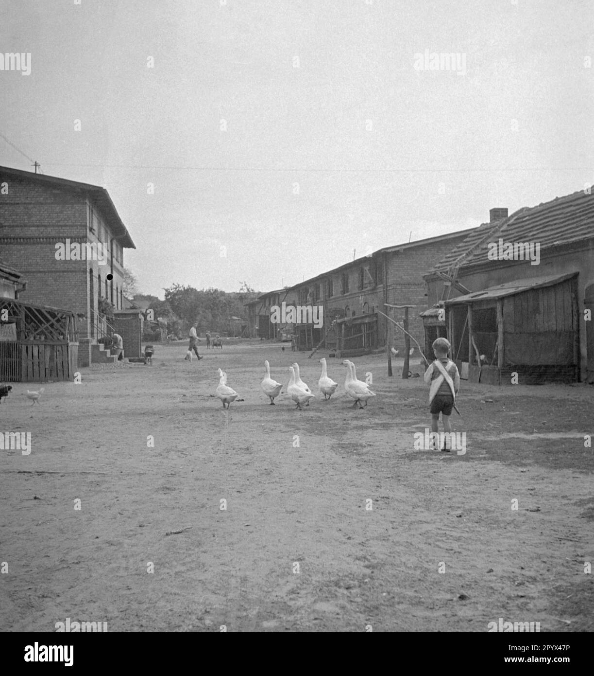 Fotografia di un ragazzo che guida un piccolo gruppo di oche bianche con un bastone attraverso la fattoria di Gut Osdorf a sud di Berlino nell'estate del 1933. Gli edifici della fattoria sono visibili a destra e a sinistra. [traduzione automatica] Foto Stock