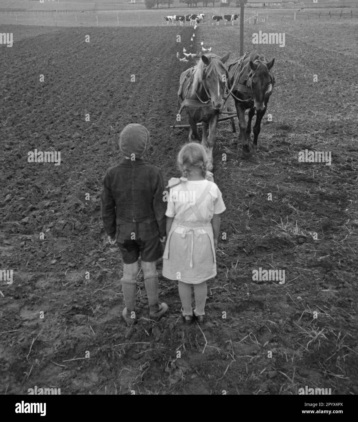 Un ragazzo e una ragazza stanno in piedi su un campo nel Koppelhof vicino a Neustrelitz e guardano il loro padre arare. In background i polli corrono nel solco dell'aratro e le mucche pascolano in un pascolo. Immagine non visualizzata. Foto Stock