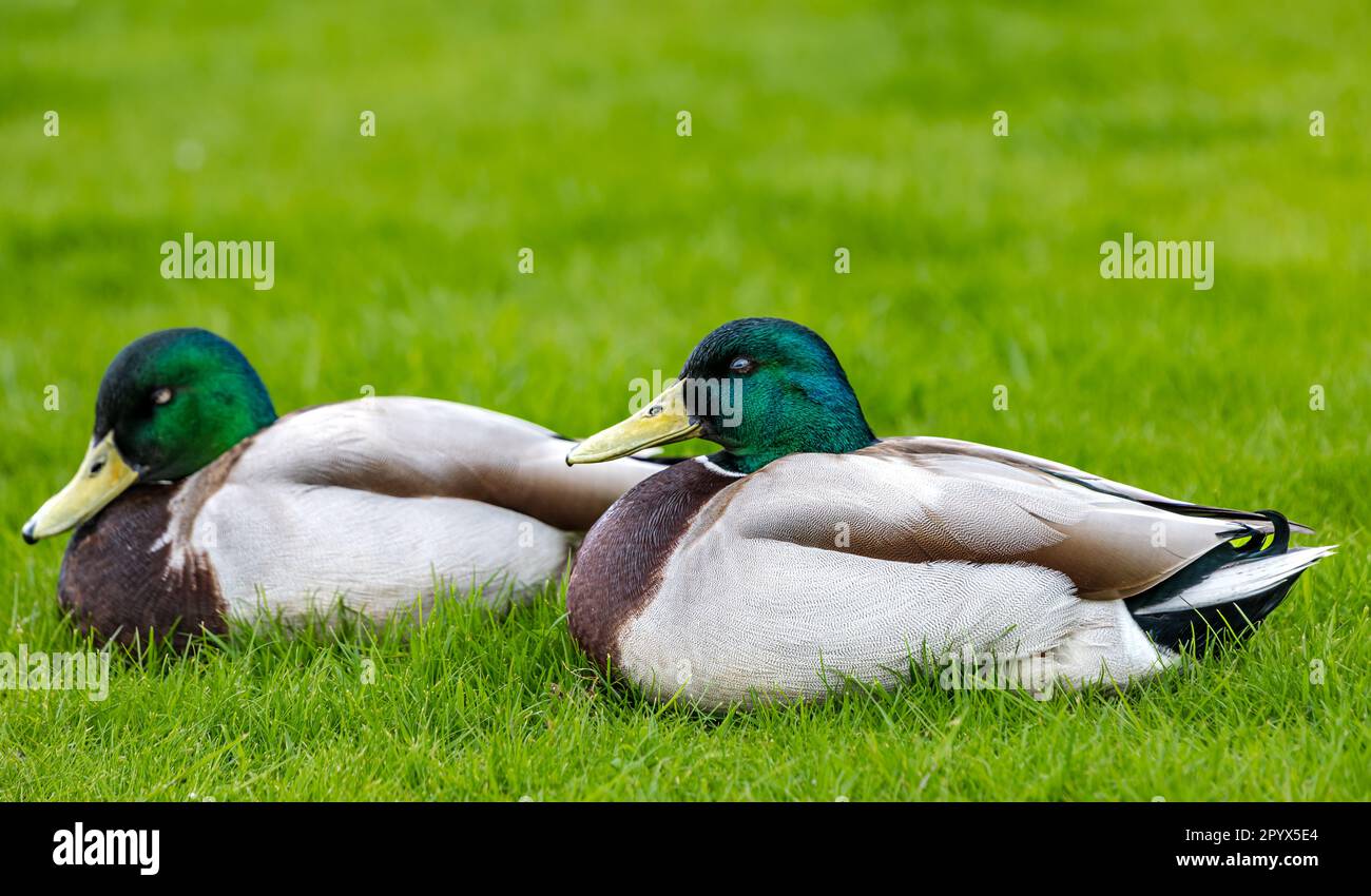 Primo piano di due anatre maschili di mallard (Anas platyrhynchos) che riposano sull'erba, Edimburgo, Scozia, Regno Unito Foto Stock
