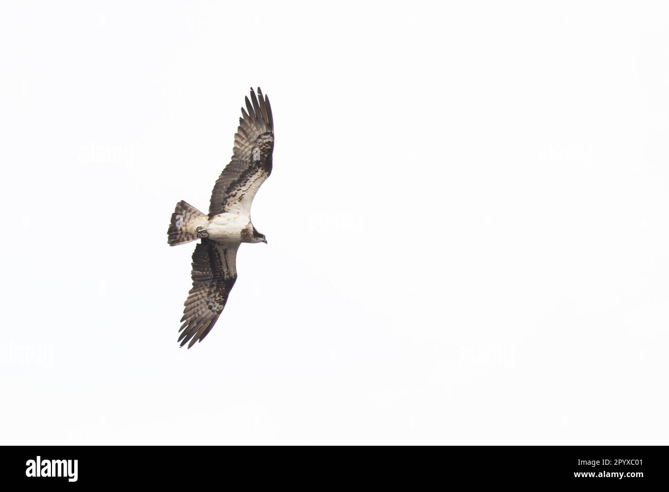 Western Osprey (Pandion haliaetus) Loch Insh Highland UK GB Aprile 2023 Foto Stock