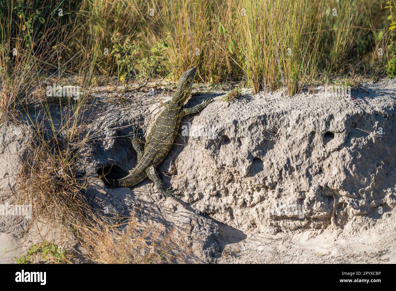 Il monitor lizard sale sul bordo del fiume. L'animale esce dalla sua tomba, grotta. Fiume Kwando, striscia di Caprivi, Namibia, Africa Foto Stock