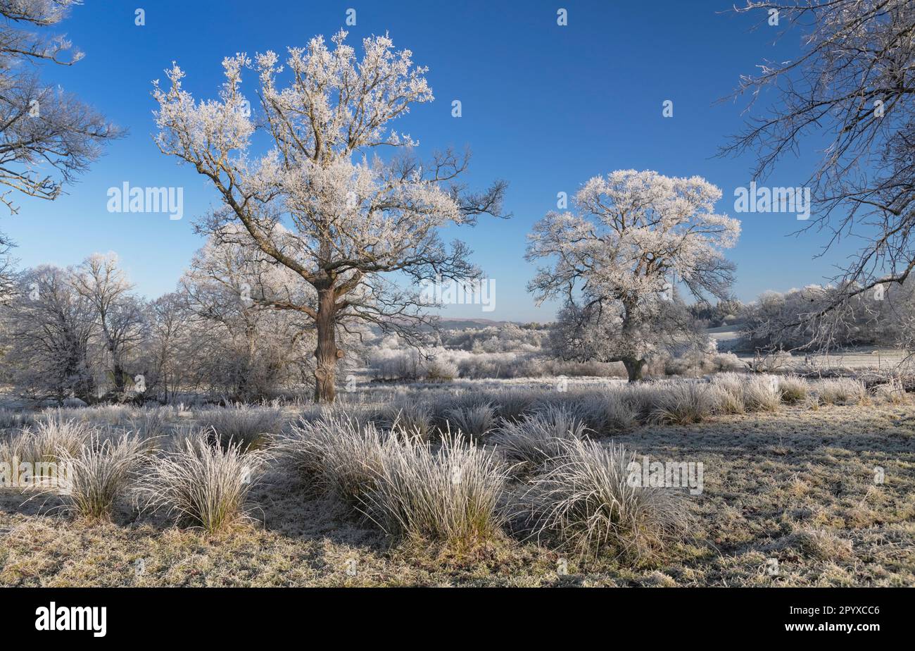 Irlanda, contea di Sligo, parco del castello di Markree vicino a Collooney, alberi ed erba ricoperti di neve e brina di bue a metà inverno. Foto Stock