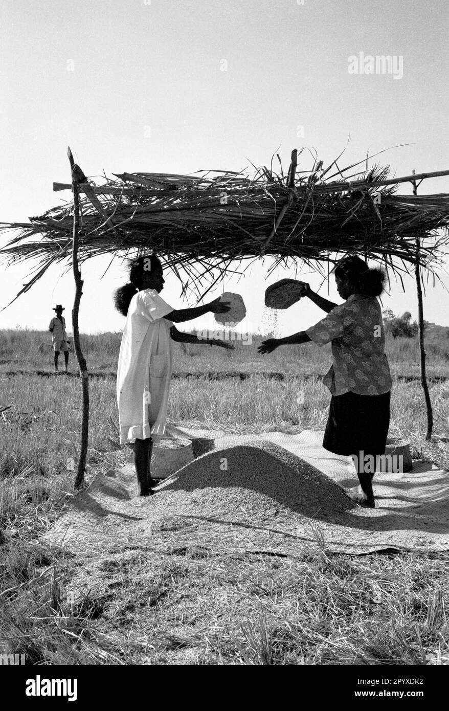 Due giovani donne che trebbano riso. [traduzione automatica] Foto Stock