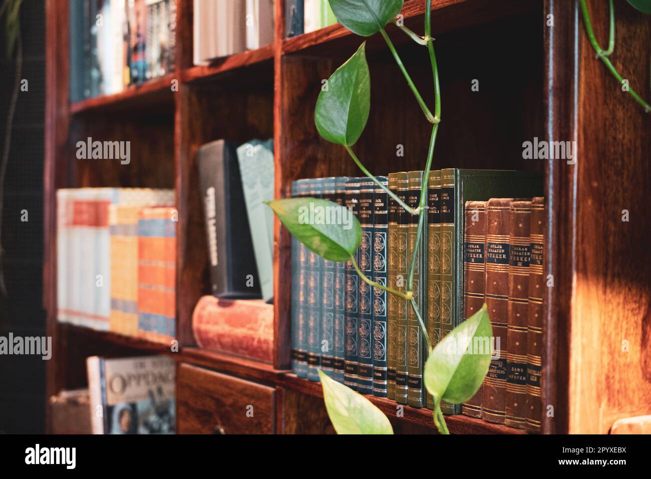 Biblioteca del libro e foglie verdi dell'edera del plantdiavolo di Pothos Foto Stock