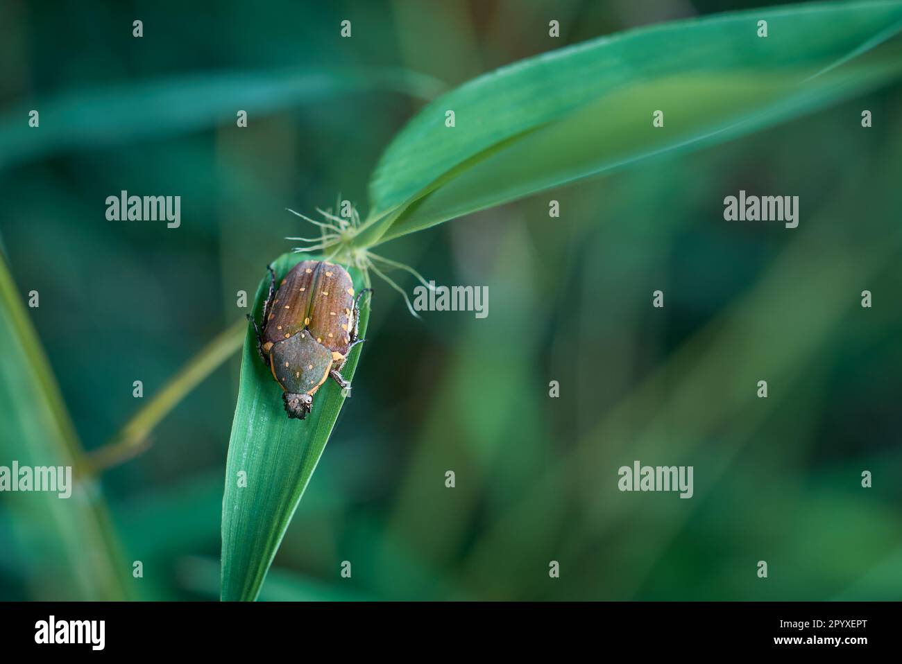 scarabeo marrone e nero con macchia gialla su foglie verdi pianta, presa in fuoco selettivo e primo piano macro con spazio di copia Foto Stock