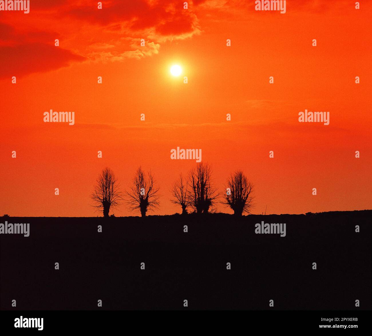 Inghilterra. Somerset. Tramonto con fila di alberi senza fronde. Foto Stock