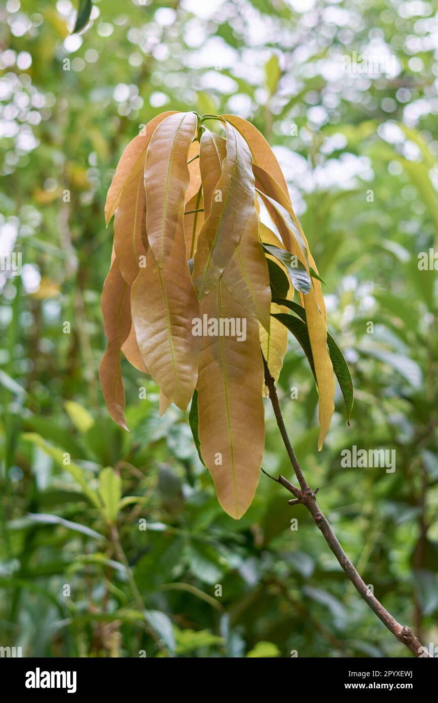 primo piano di una giovane pianta di mango con nuova crescita fogliare, su fondo naturale del giardino con focus selettivo Foto Stock
