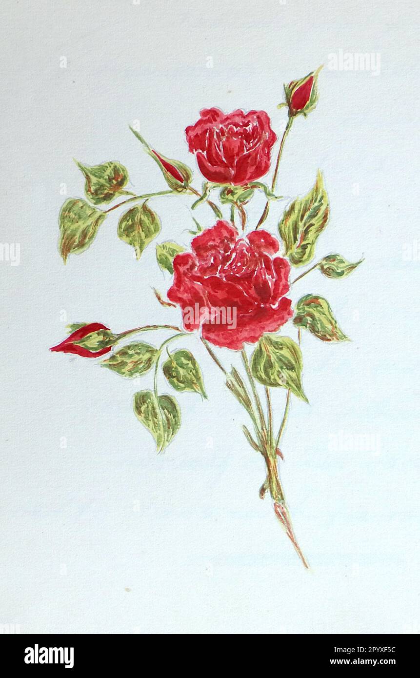 Arte originale ingenua da un album edoardiano keepsake, c1923: Un ramo di rose rosse con foglie verdi. Foto Stock